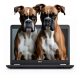Dell Latitude E7470 | Win10 | i5-6300U | 16GB memória | 1TB SSD | 14 colos Full HD Kijelző | MAGYAR BILLENTYŰZET | 2 év garancia!